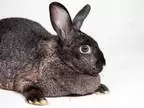 Adopt Norbert a Chocolate Rex / Other/Unknown / Mixed rabbit in Kingston